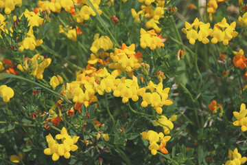 Obraz premium Lotus corniculatus grows among the grasses in the meadow