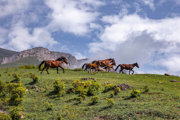 Horse herd run in sunlightwith dust at summer pasture