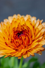 orange chrysanthemum 