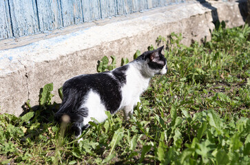 Black white cat walk in vivid green grass on a spring day in a village
