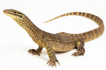 The yellow-spotted monitor or New Guinea Argus monitor Varanus panoptes horni isolated on white background
