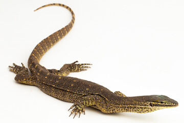 The yellow-spotted monitor or New Guinea Argus monitor Varanus panoptes horni isolated on white background
