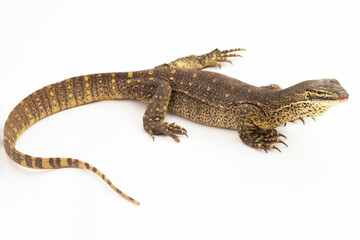 Naklejka premium The yellow-spotted monitor or New Guinea Argus monitor Varanus panoptes horni isolated on white background 