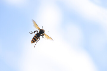 European Hornet (Vespa crabro) in flight against a blue sky with white clouds, the insect is the largest wasp in Europe, copy space, motion blur, selected focus