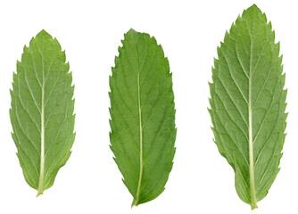 Green mint leaf on white isolated background, close up