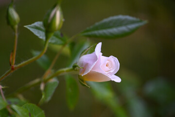 Light pink rose bud blooming in garden against dark green background, greeting card for several holidays, copy space, selected focus