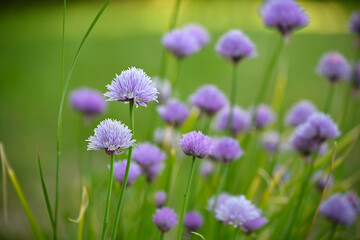 Fototapeta premium Chive in bloom with purple flower balls (Allium schoenoprasum) homegrown in the herb garden, green background, copy space, selected focus