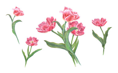 Spring pink tulips isolated on transparent background. Watercolor illustration of flowers bouquet for your design. For Save the Date, Valentines day, birthday, wedding cards