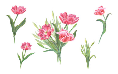 Bouquet of pink tulips, daffodils isolated on transparent background. Watercolor illustration of spring flowers for your design. For Save the Date, Valentines day, birthday, wedding cards