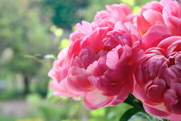 Bouquet of stylish peonies close-up. Pink peony flowers. Close-up of flower petals. Floral greeting card or wallpaper. Delicate abstract floral pastel background 