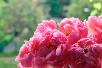 Bouquet of stylish peonies close-up. Pink peony flowers. Close-up of flower petals. Floral greeting card or wallpaper. Delicate abstract floral pastel background. Card Concept, copy space for text