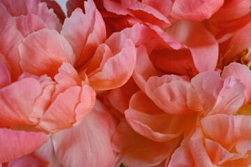 Bouquet of stylish peonies close-up. Pink peony flowers. Close-up of flower petals. Floral greeting...