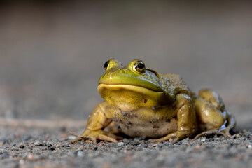 American Bullfrog
