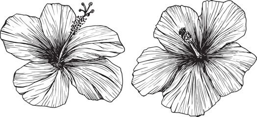 Vector illustration of tropical flowers and leaves. Clipart of hibiscus, ink sketch with no background. Isolated elements for the design of cards, packaging, tattoos, logos
