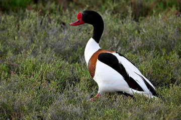 Common Shelduck - male // Brandgans - Erpel (Tadorna tadorna) - Axios Delta, Greece