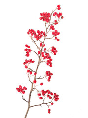 Hawthorn branch with ripe red berries isolated on white