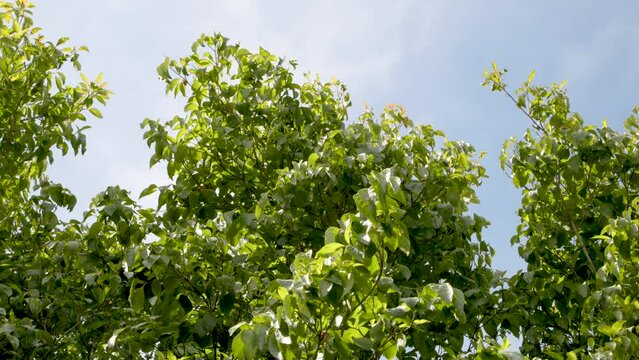 Dogwood tree leaves swaying gently in a summer breeze
