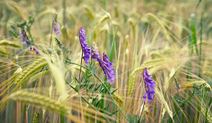 Wild flowers in a barley field. Rural summertime landscape. Copy space - 610774472