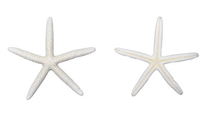 Starfish Sea Star, front and back, isolated, transparent png