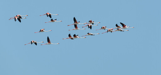 El vuelo de los flamencos en V en el Parque Nacional de Lengua de Barbarie en el rio Senegal, SENEGAL