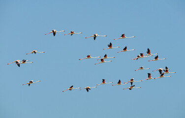 El vuelo de los flamencos en V en el Parque Nacional de Lengua de Barbarie en el rio Senegal, SENEGAL