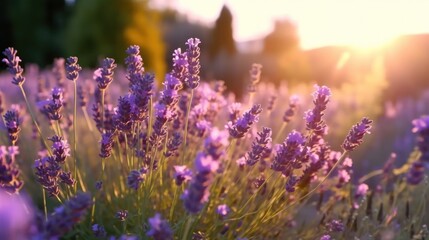 Fototapeta na wymiar Lavender flower field. Illustration AI Generative.
