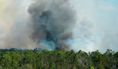 Dangerous wildfire burning severely in Florida jungle woods. Hot flames in dense forest. Toxic...