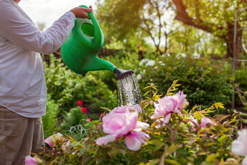 Gardener waters tree peonies in bloom with watering can in spring garden. Close up. Taking care of flowering plant © maryviolet