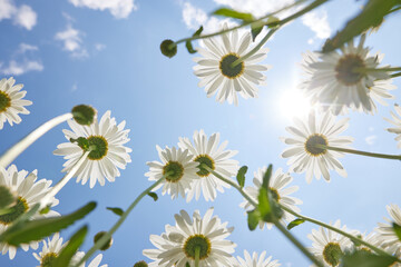 beautiful delicate white daisies against the blue sky on a sunny and clear day, view from below....
