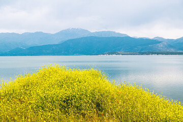 Naklejka na ściany i meble Yellow wildflowers against backdrop of blue lake and mountains, landscape. Egirdir Lake Isparta Türkiye