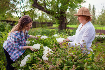 Senior woman and her daughter admire tree peonies in bloom with watering can in spring garden. Family enjoy gardening