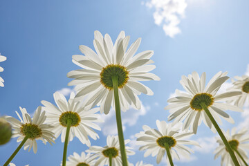 beautiful delicate white daisies against the blue sky on a sunny and clear day, view from below. good mood, happiness