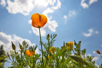 beautiful delicate white daisies against the blue sky on a sunny and clear day, view from below. good mood, happiness