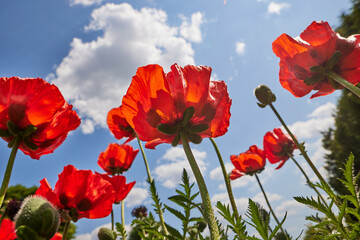 beautiful red poppies flowers against the blue sky on a sunny and clear day, view from below. good mood, happiness