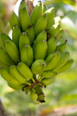 A branch of unripe bananas grown in an organic garden at a resort in the Maldives