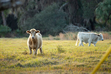 Milk cows grazing on green farm pasture on summer day. Feeding of cattle on farmland grassland