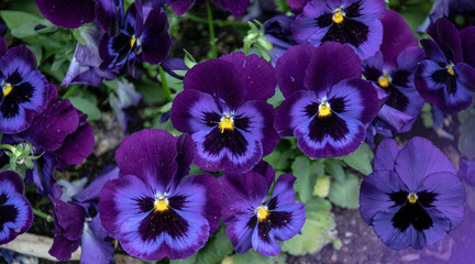 Purple pansy flowers in a flower bed on a sunny day. Robust and blooming. Garden pansy with white and purple petals. Hybrid pansy.