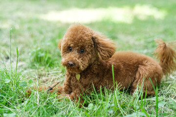 A red-brown toy poodle dog. Toy poodle puppy on a walk in the park