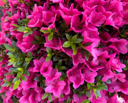 A red pink azelia blooming near Gervais Oregon