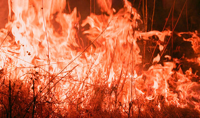 Red fire burning in the forest, grass on fire