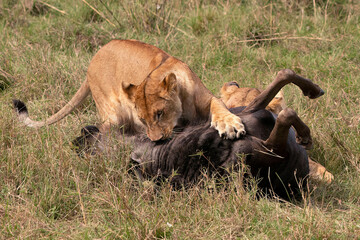 Obraz premium African Lioness with Wildebeest kill