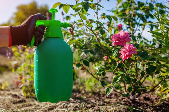Protecting plants from fungus with atomizer. Gardener sprays rose with fungicide in spring garden. Prevention of disease