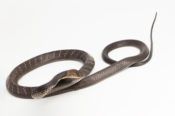 King Cobra snake (Ophiophagus hannah), a poisonous snake native to southern Asia isolated on white background
