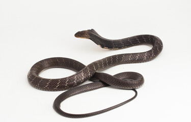 King Cobra snake (Ophiophagus hannah), a poisonous snake native to southern Asia isolated on white background
