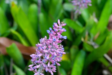 Blossoms of the Aechmea species Aechmea gracilis