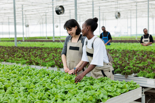 Teamworking farmers carefully checking that green lettuce crop yields are growing in certified organic non gmo healthy way without using harmful pesticides. Local agriculture sustainable greenhouse