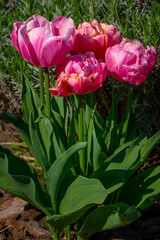 pink peony-flowered Double Late tulips (Tulipa) Pink Star in blossom. First garden flowers in April.