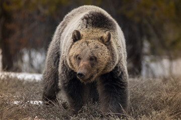 Obraz premium Close-up Grizzly Bear