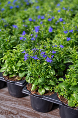 Cultivation of different summer bedding plants, begonia, petunia, young, flowering plants, decorative or ornamental garden plants growing in Dutch greenhouse