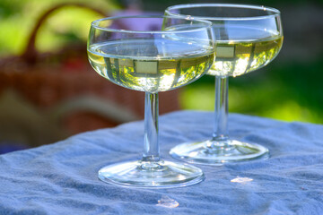 Tasting of premier cru sparkling white wine with bubbles champagne with view on green pinot noir,...